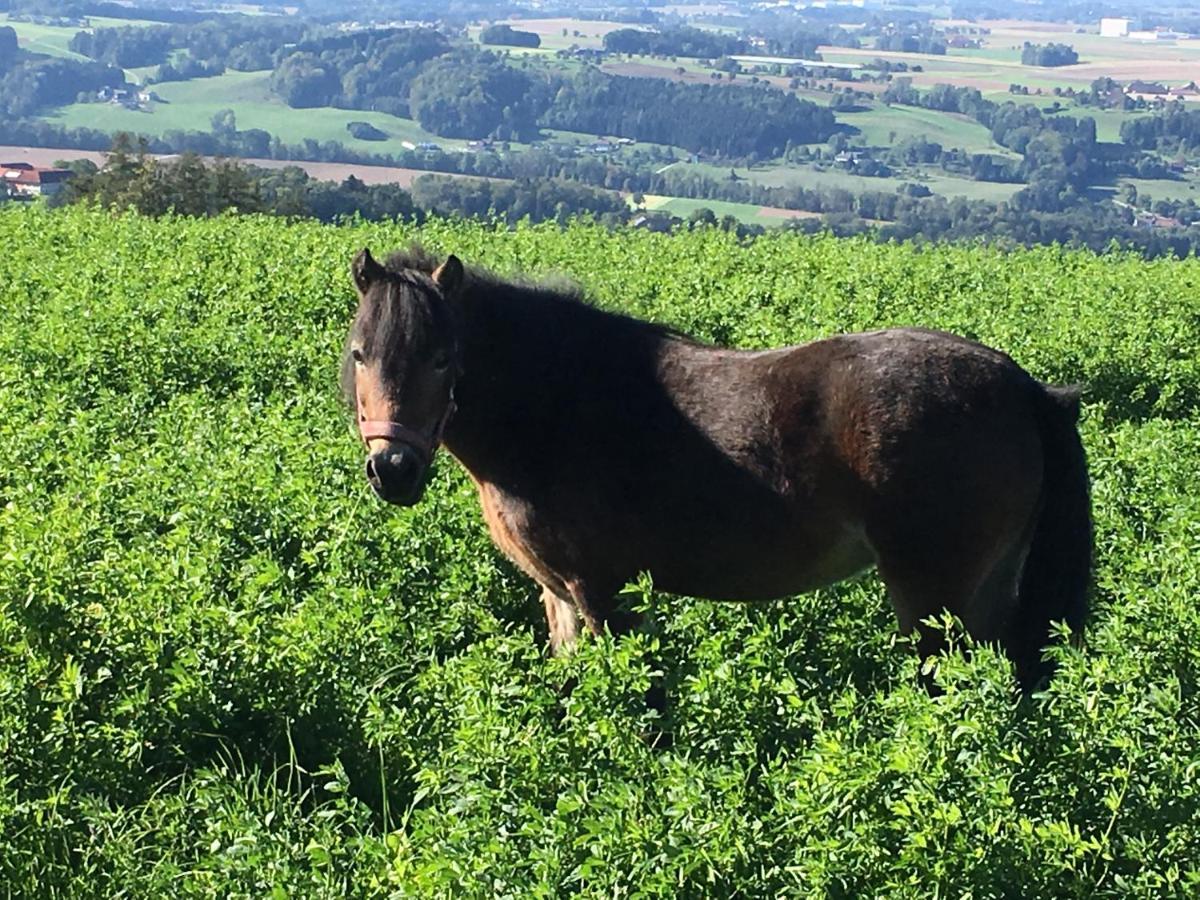 Vila Hochhubergut Aschach an der Steyr Exteriér fotografie